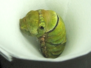 アゲハ蝶 カブトムシの飼育と育て方 幼虫から蛹化 さなぎ 羽化まで写真 画像で飼い方を紹介