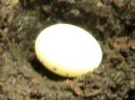 koh060527egg.jpg