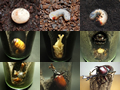 カブトムシが卵・幼虫・さなぎ・成虫へと変化する様子を連続写真で紹介