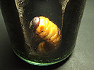 蛹化の約30秒前 カブトムシの蛹(さなぎ)